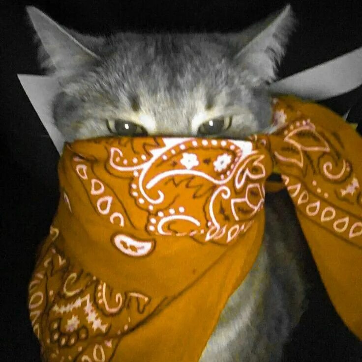 Кот в маске фото Pin de Scrivos * em Random Fotos de animais engraçados, Fotos de gatinhos, Gatos