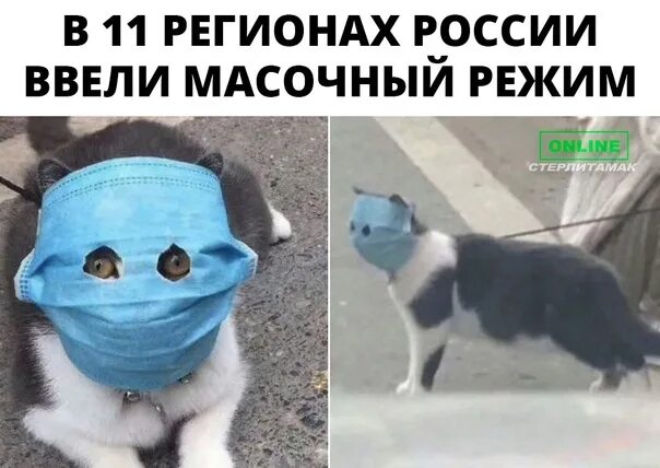 Кот в маске фото Теперь масочный режим необходимо осуществлять в: - Белгородской области; - Смоле