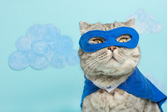 Кот в маске фото Whiskas Images - Browse 42 Stock Photos, Vectors, and Video Adobe Stock