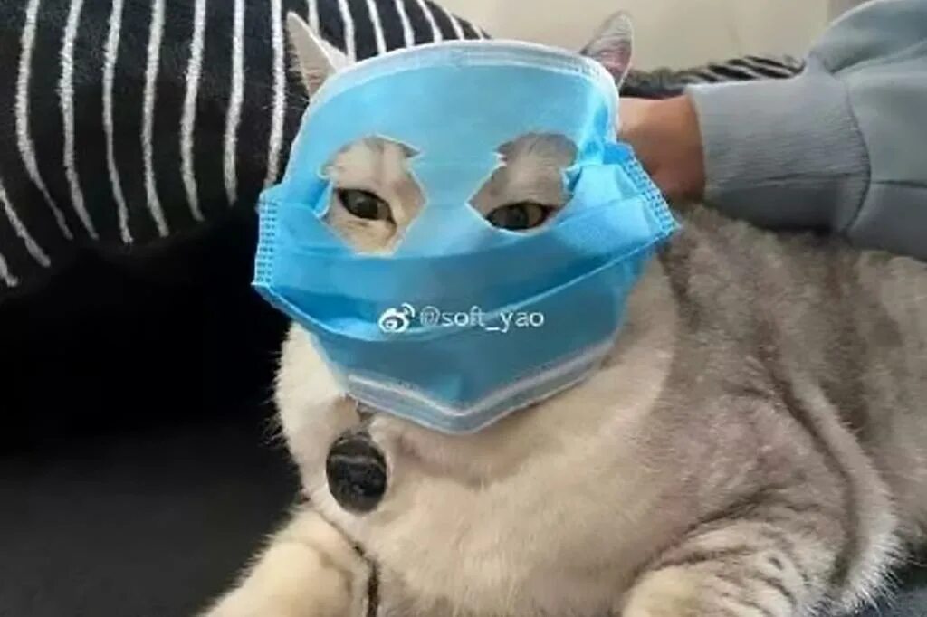 Кот в маске фото Cats in China spotted wearing face masks amid coronavirus crisis
