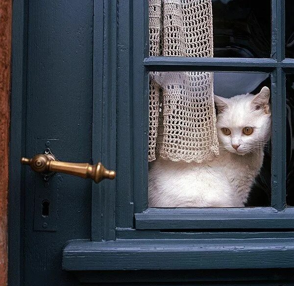 Кот в окне фото Do you know that... Cats can sense earthquakes before they happen? Cats can pred