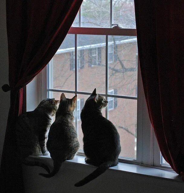 Кот в окне фото looking outside Beautiful cats, Cat window, Kittens and puppies