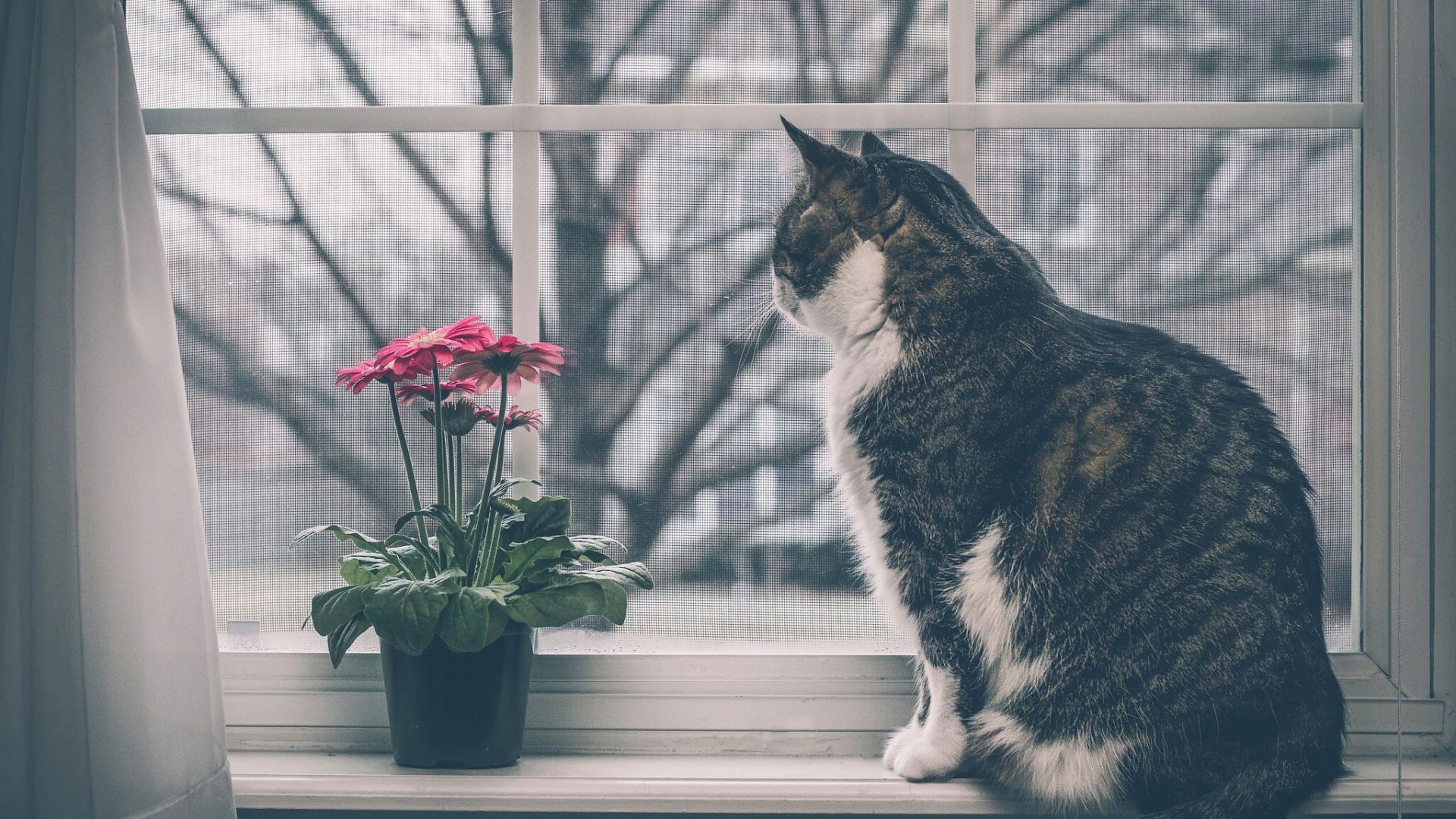Кот в окне фото Cats, Animals, Cat window