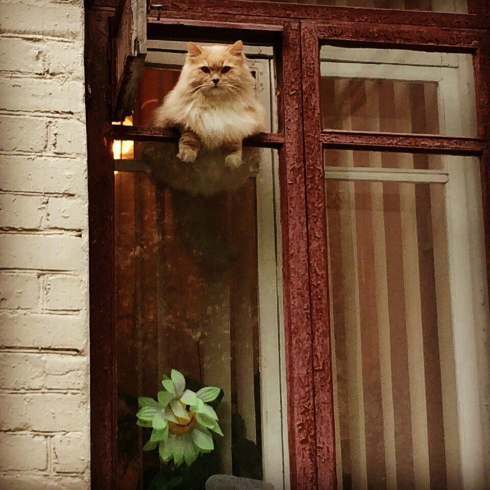 Кот в окне фото cat ♥. Crazy cats, Cats, Cat window