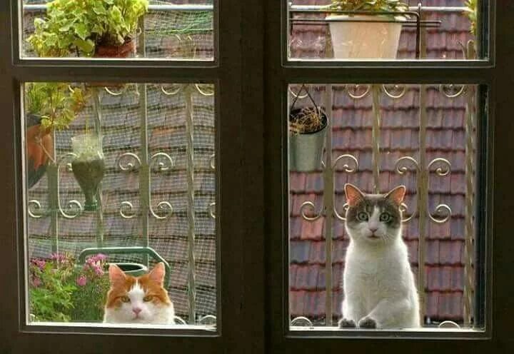 Кот в окне фото ボ-ド"Cats at the Window."の ピ ン 猫 窓, 可 愛 い 動 物, ね こ