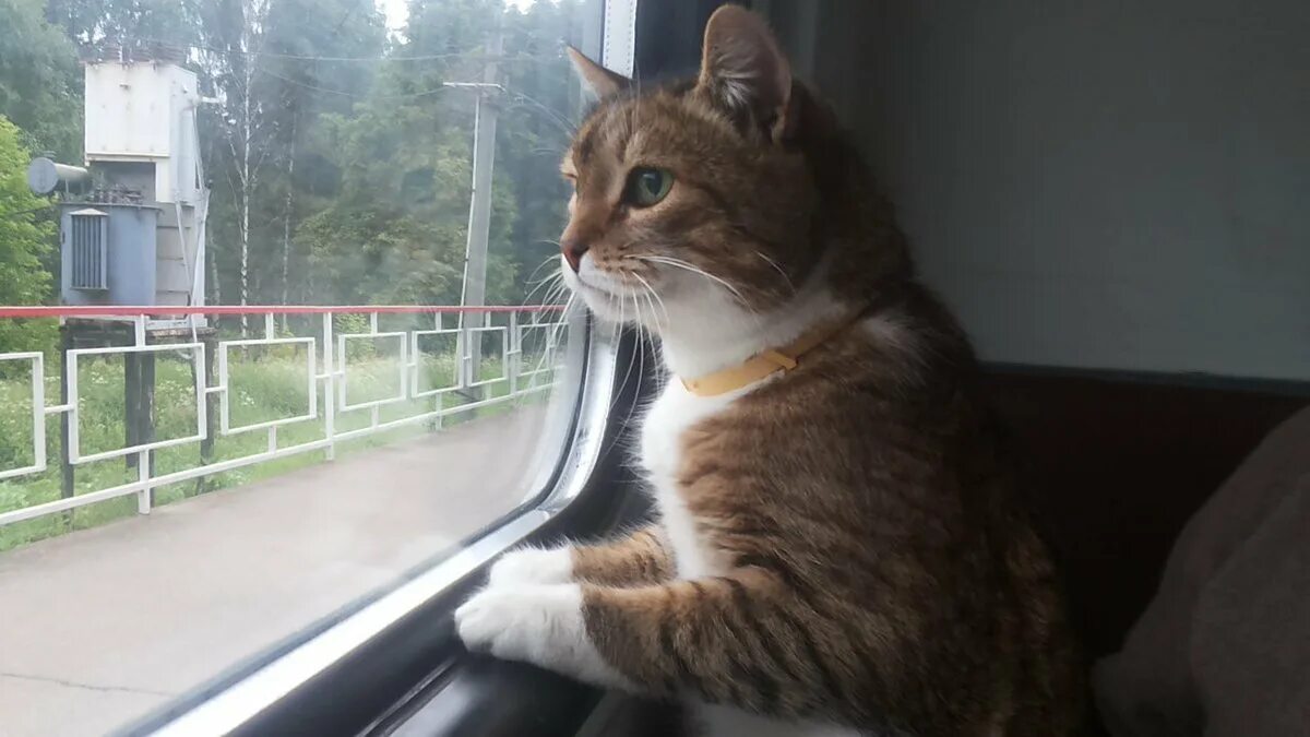 Кот в поезде фото Это не комок шерсти!" Чем закончилась история с котом Твиксом RU - BY (Россия - 