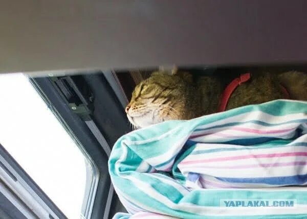 Кот в поезде фото Еще к котовторнику. Поездатые коты - ЯПлакалъ