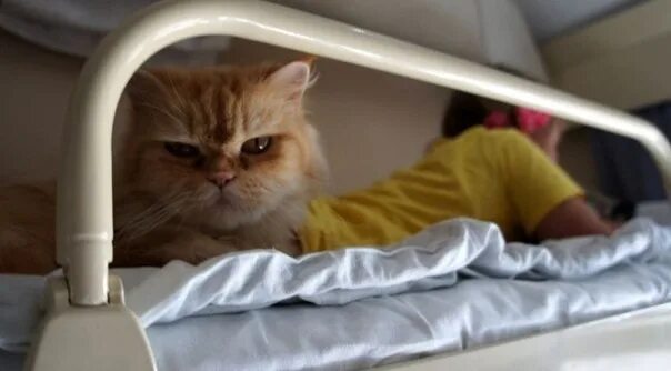 Кот в поезде фото Right now, we're going to ɜ to to to to to to to to to to to to to to.. 2023 Зве