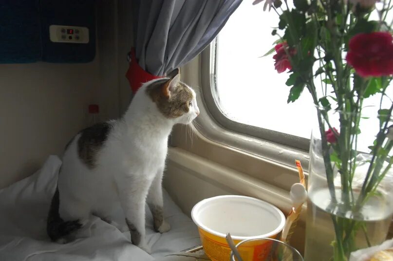 Кот в поезде фото Шимблшенкс, Железнодорожный кот Ровно в полночь на вокзале проводницы зашептали: