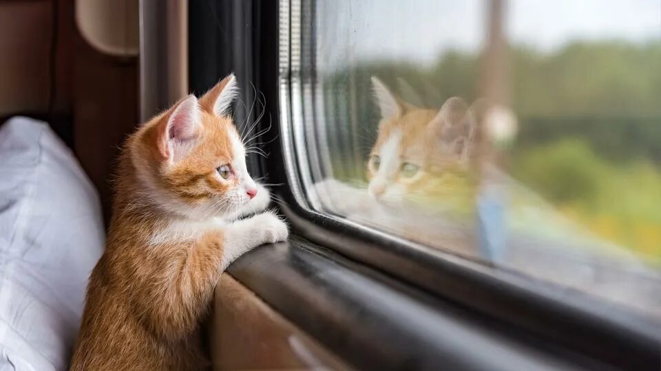 Кот в поезде фото 32 reasons to train your cat