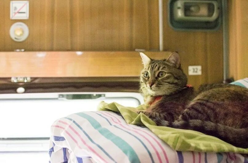 Кот в поезде фото Лето, кот, поезд.