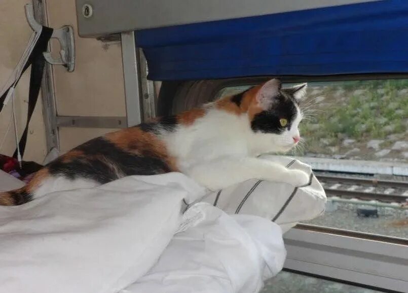 Кот в поезде фото Еще к котовторнику. Поездатые коты - ЯПлакалъ