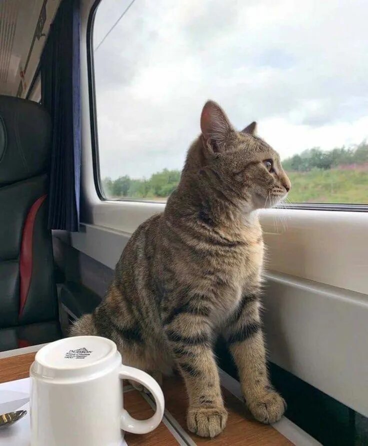 Кот в поезде фото Pin by Igor Weber on Animality Train rides, Kitten, Train travel