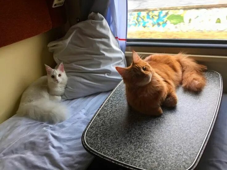 Кот в поезде фото Pin by Sasha M. on Ukrainian railways (Укрзалізниця) Animals, Cats