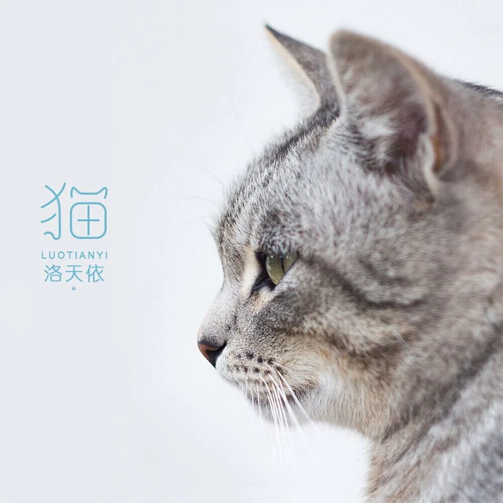 Кот в профиль фото 猫 洛 天 依 слушать онлайн на Яндекс Музыке