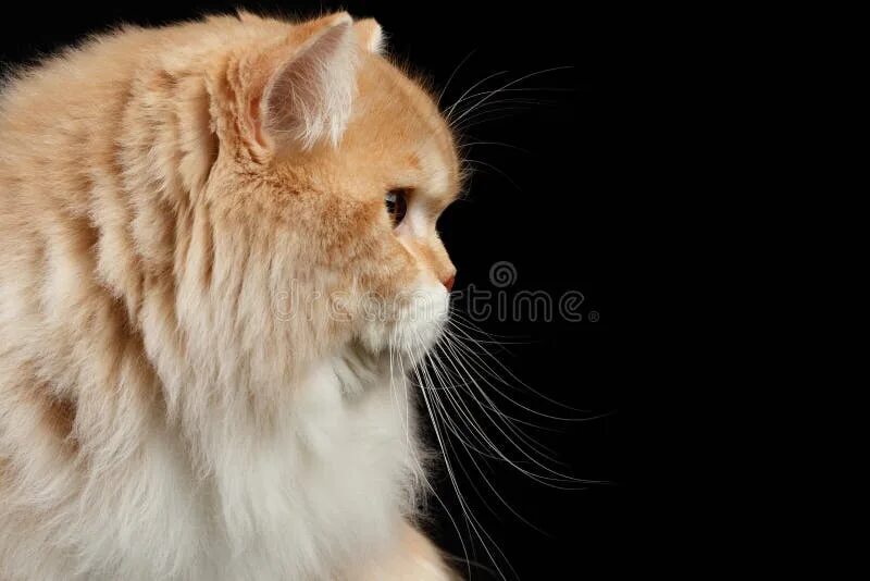 Кот в профиль фото Closeup Portrait of Red Big Persian Cat in Profile View on Black Stock Photo - I