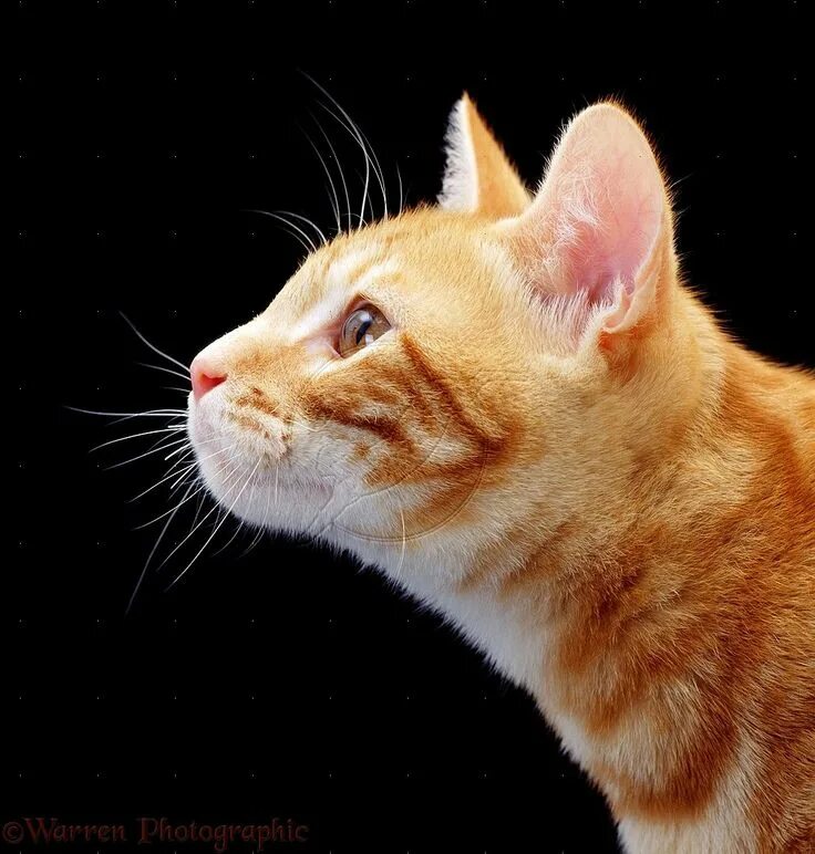 Кот в профиль фото cat profile Cat profile, Ginger cats, Pets cats