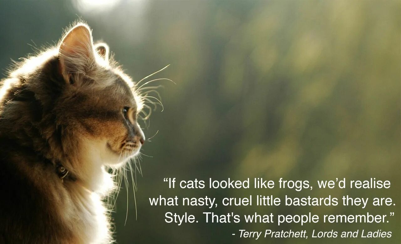 Кот в профиль фото All the Life Advice You Need from Terry Pratchett Funny cat pictures, Cats, Funn