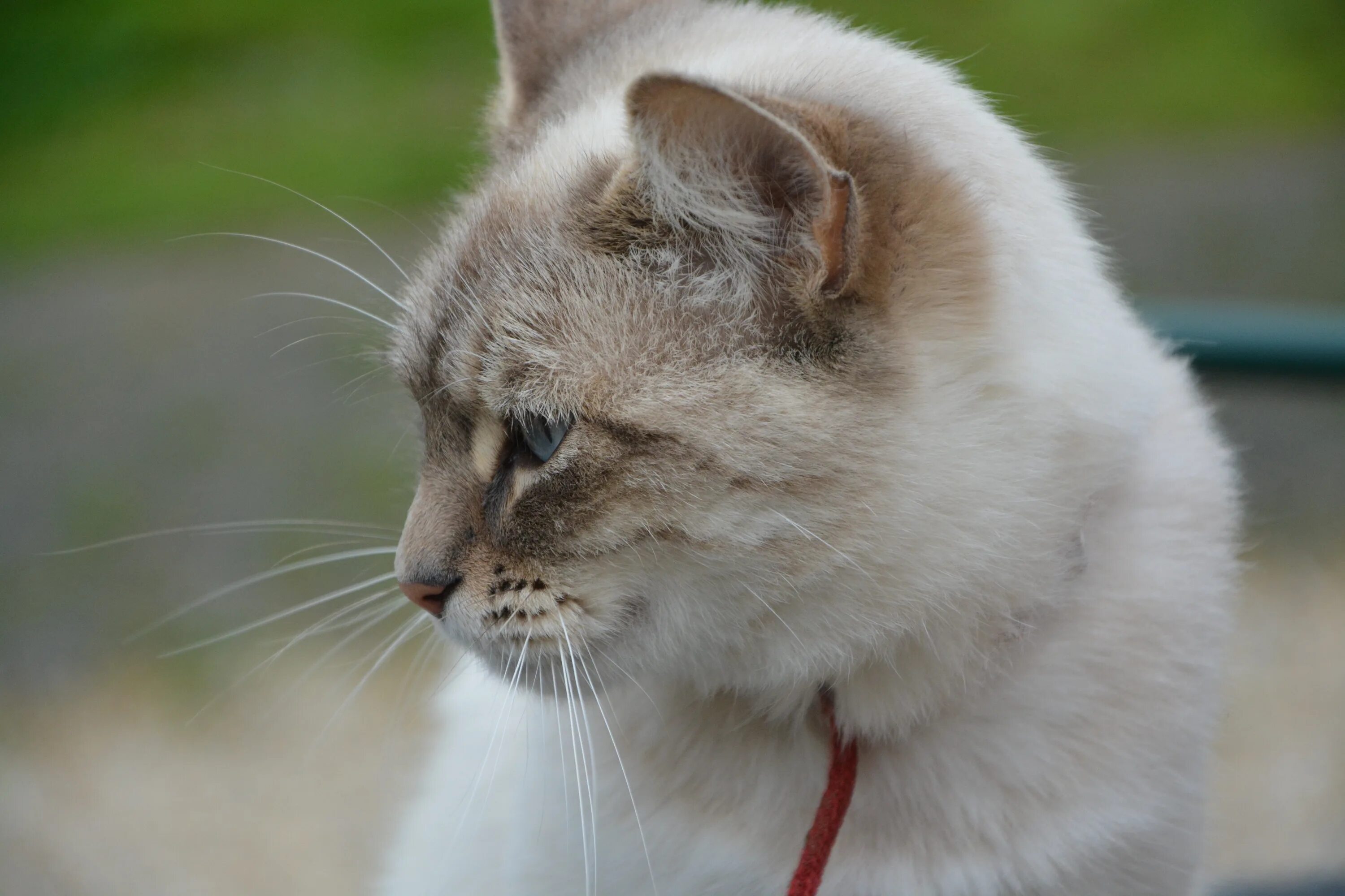 Кот в профиль фото Profile of domestic beige cat with blue eyes free image download