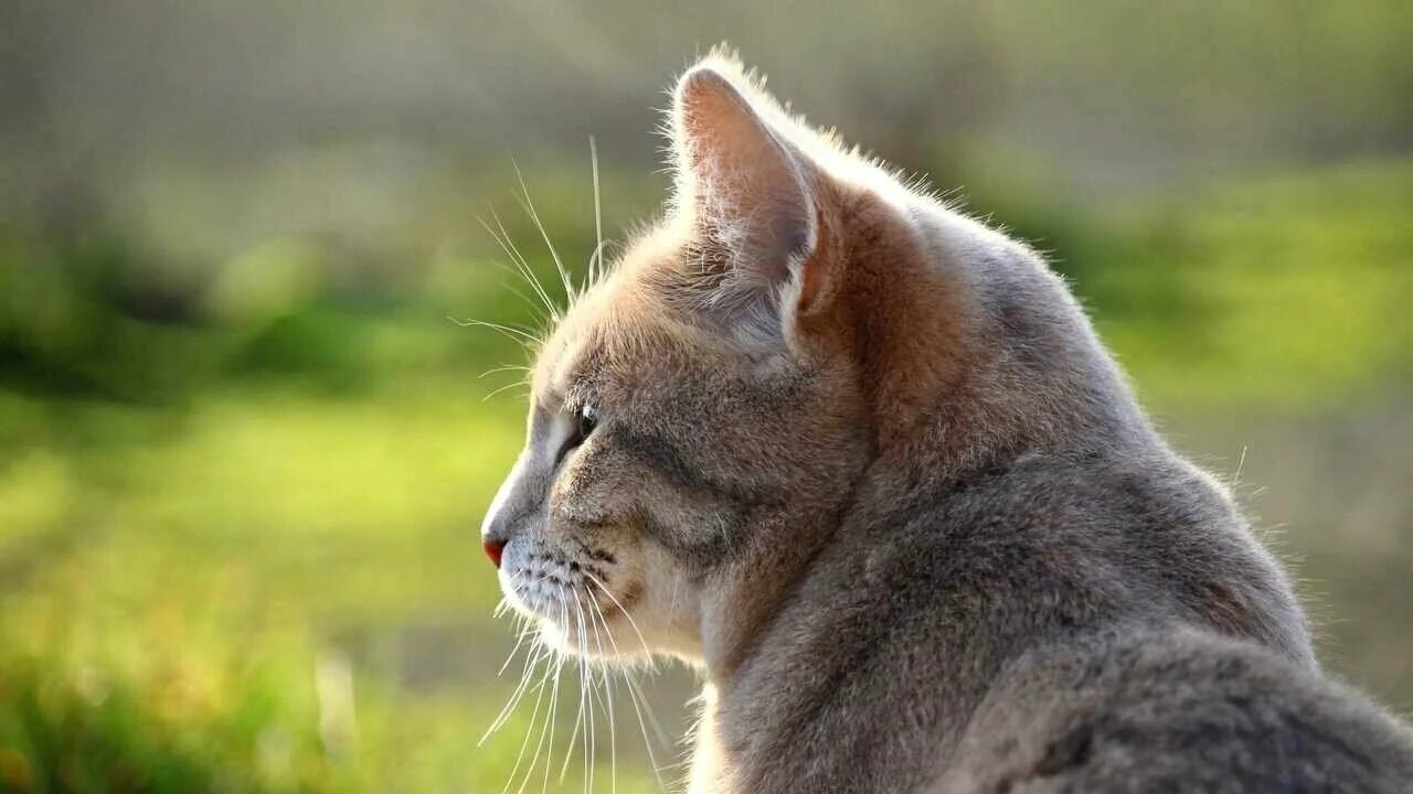 Кот в профиль фото Интерьерные картины профиль лица - купить по низкой цене на Яндекс Маркете