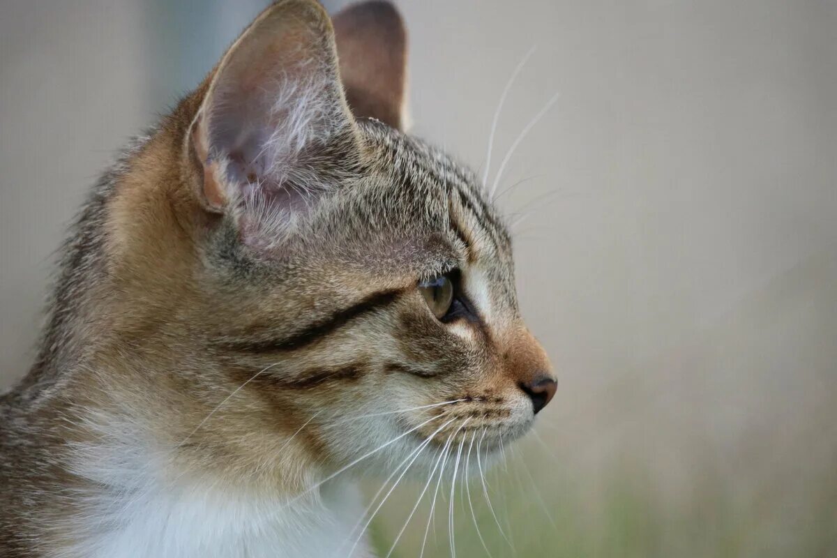 Кот в профиль фото Нора - кошка, за которую пришлось повоевать Сказки 1000 и одного Кота Дзен