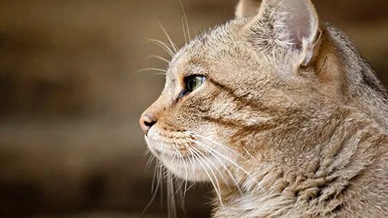 Кот в профиль фото Mais, au fait. Pourquoi les chats ont-ils des moustaches ? Chat, Animaux, Mousta