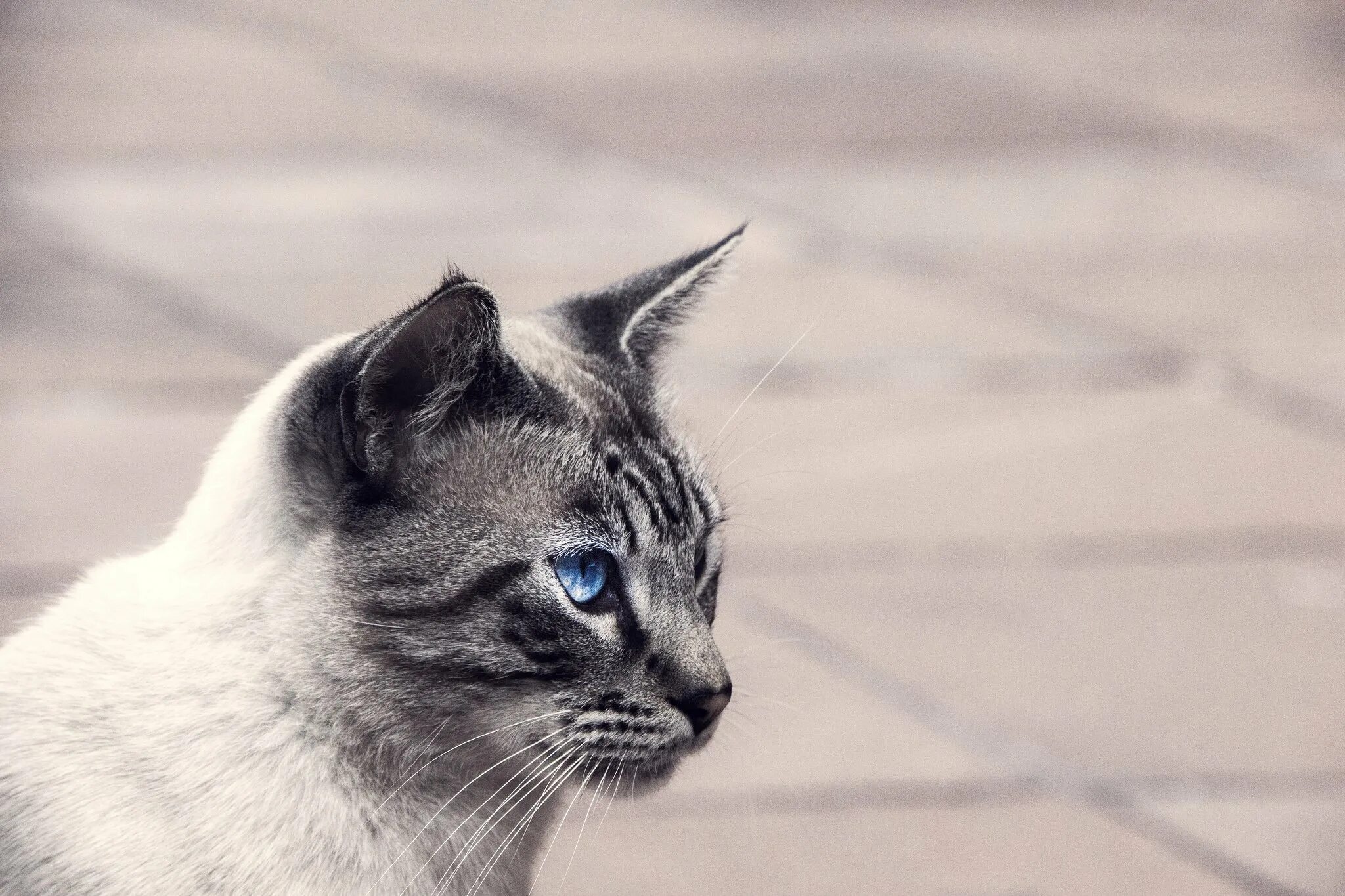 Кот в профиль фото Wallpaper : 2048x1365 px, cat, eyes, kote, look 2048x1365 - wallup - 1916911 - H