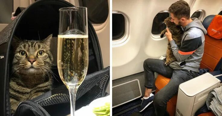 Кот в самолете фото Guy Sneaks A Fat Cat On Board An Airplane, Gets Punished By The Airline After La
