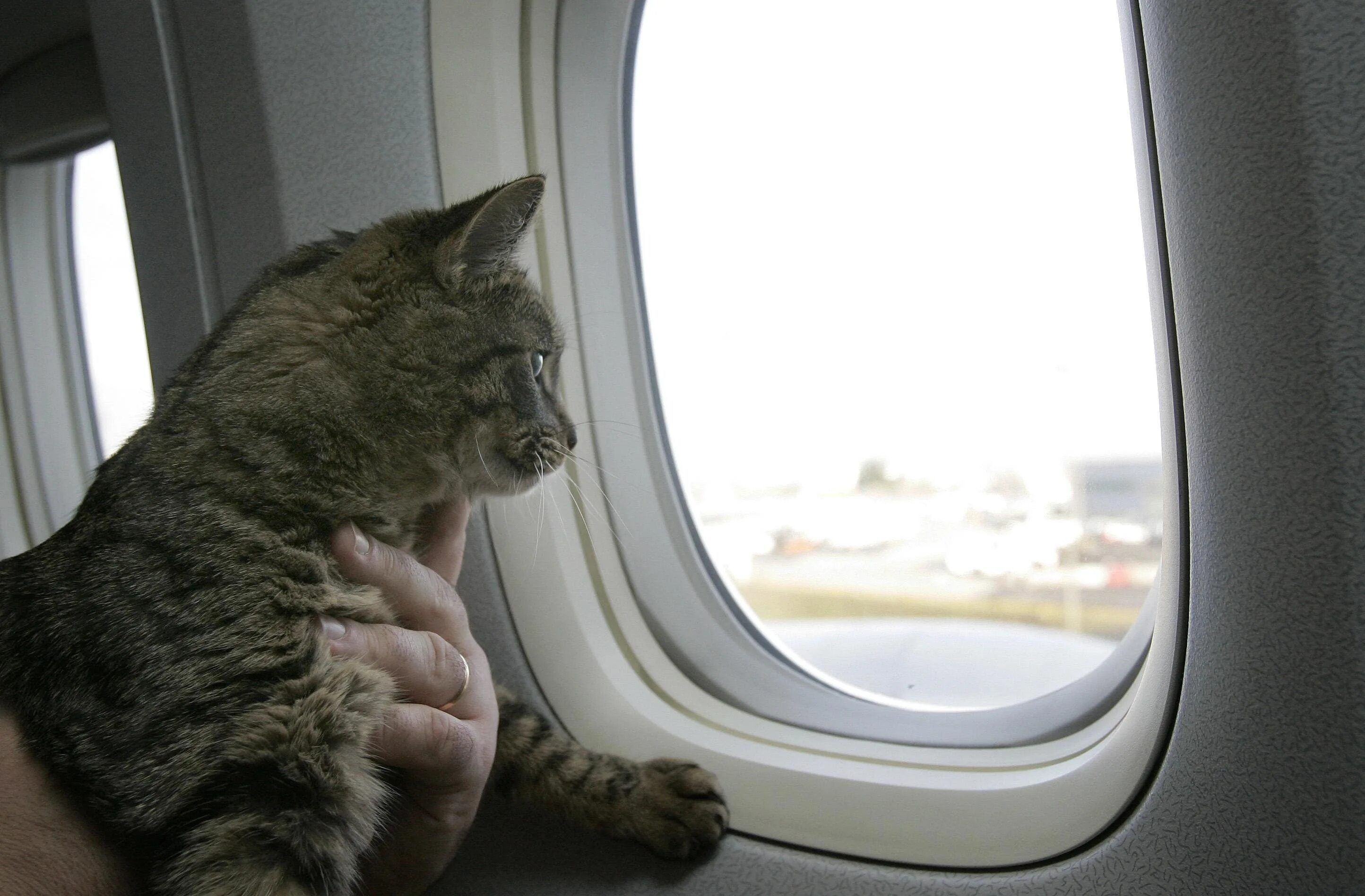 Кот в самолете фото Do I Really Have To Close The Window Shade On a Plane?
