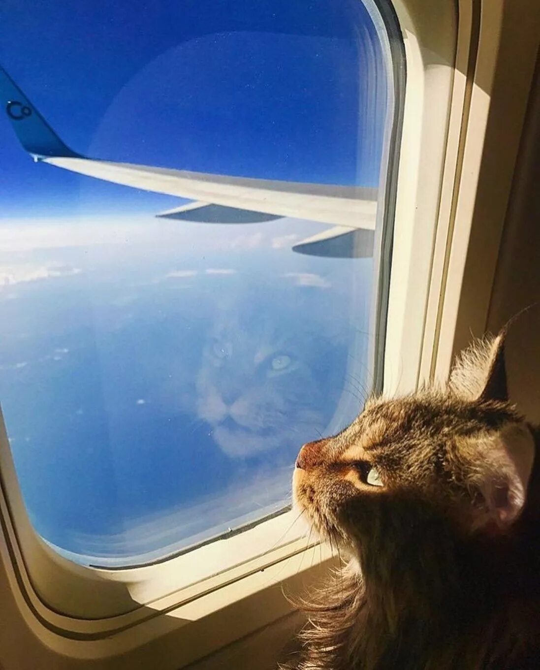 Кот в самолете фото Pin on kittensofinstagram