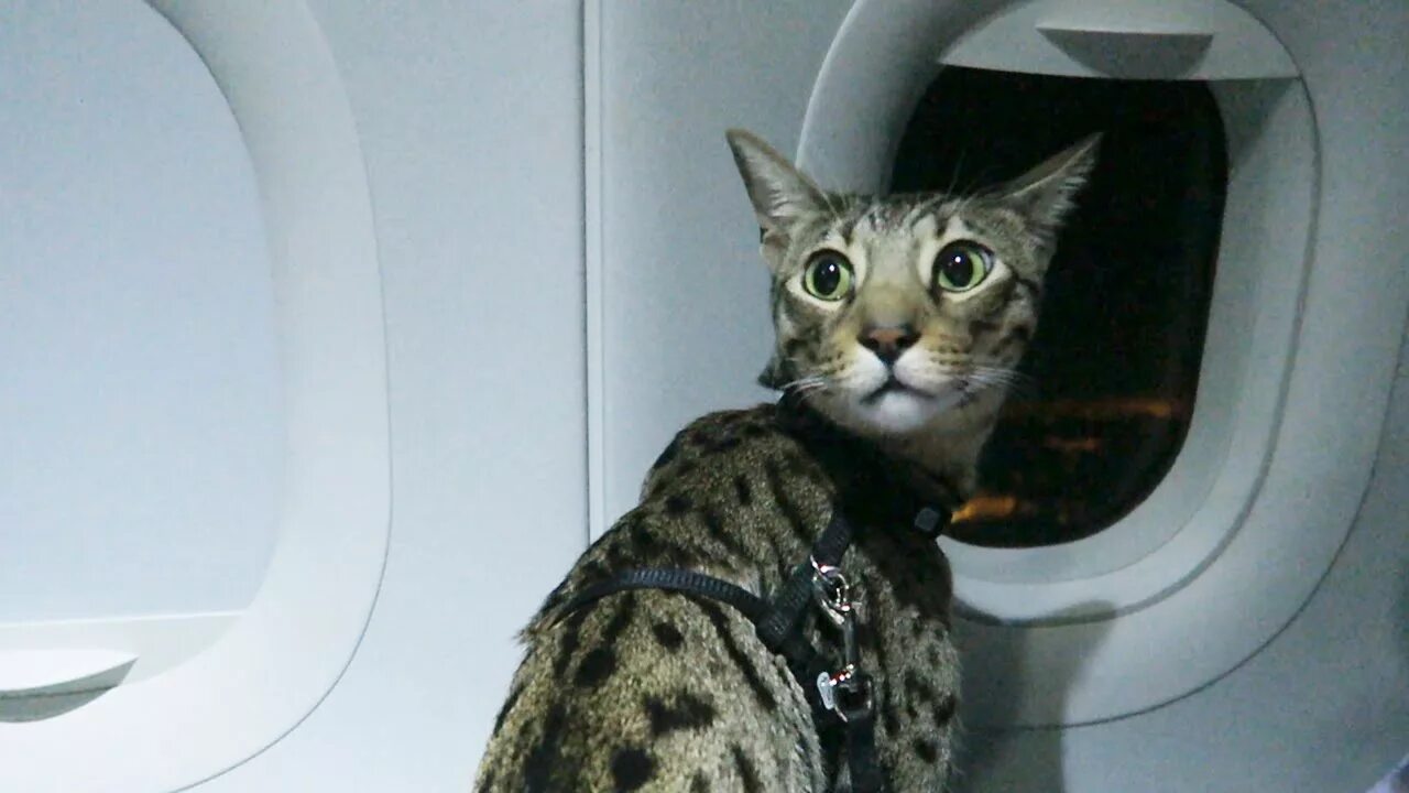 Кот в самолете фото CATS ON A PLANE - YouTube