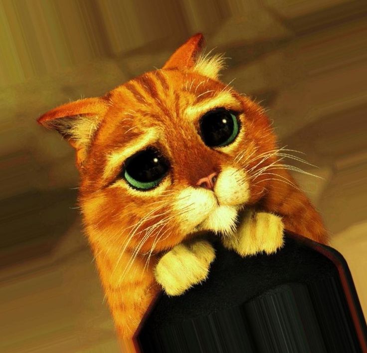 Кот в сапогах из шрека фото Кот из шрека - 42 фото Animals, Animal art, Cats