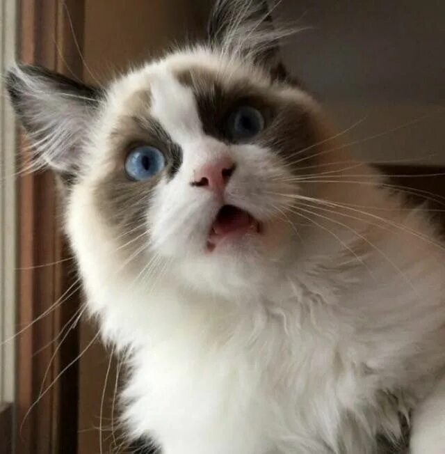 Кот в шоке фото Reddit, meet Kevin. : aww Shocked cat, Pretty cats, Cats