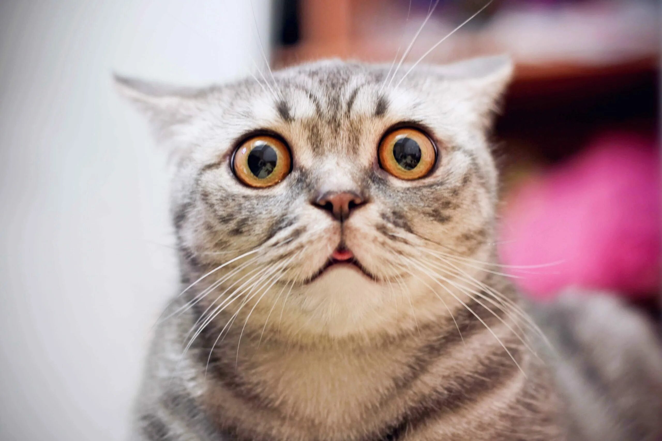 Кот в шоке фото Young crazy surprised cat make big eyes closeup. American shorthair surprised ca