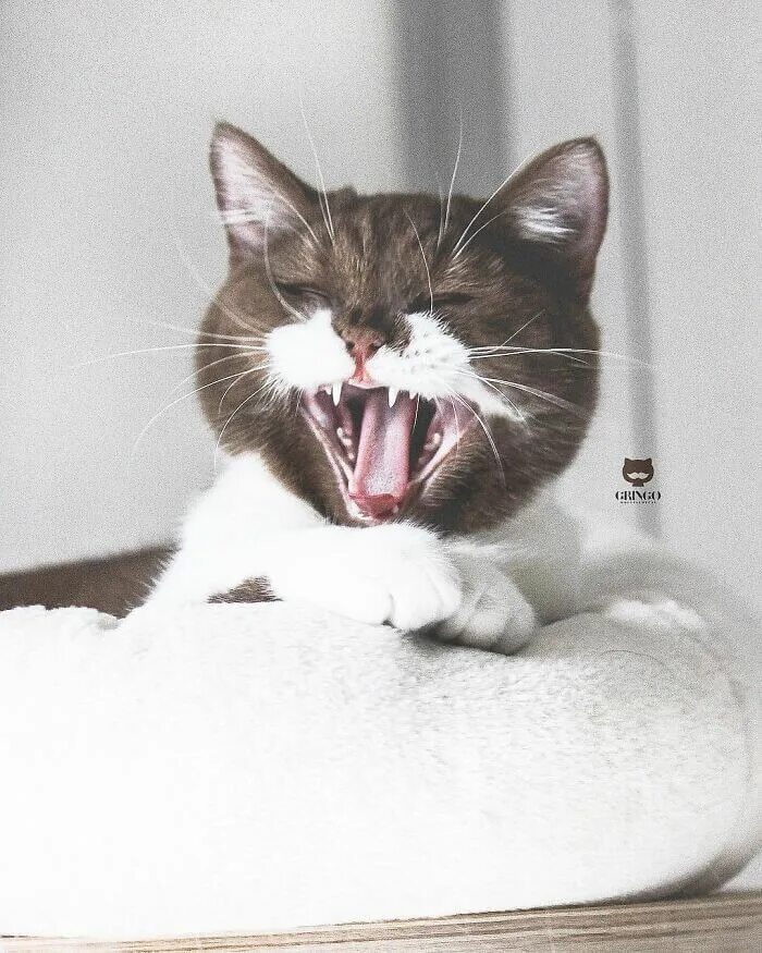 Кот в сметане фото Pin on Funny and Cute Cat Pictures