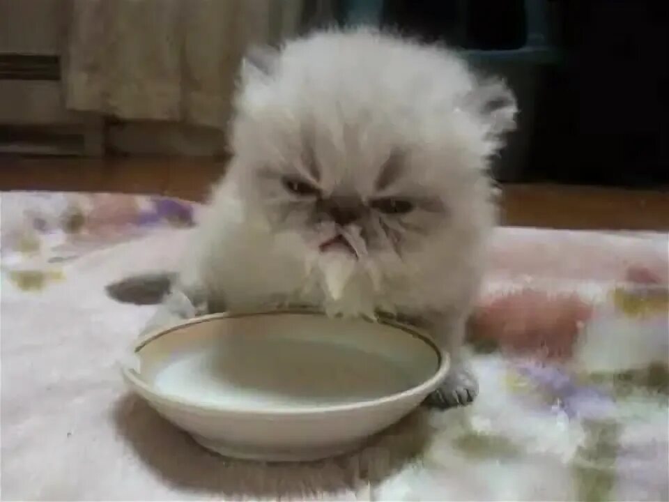 Кот в сметане фото Cute Roulette: Cutest videos on the web Cute cats, Kittens cutest, Cats