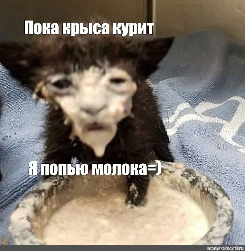 Кот в сметане фото мем Мем: "Пока крыса курит Я попью молока=)" - Все шаблоны - Meme-arsenal.com