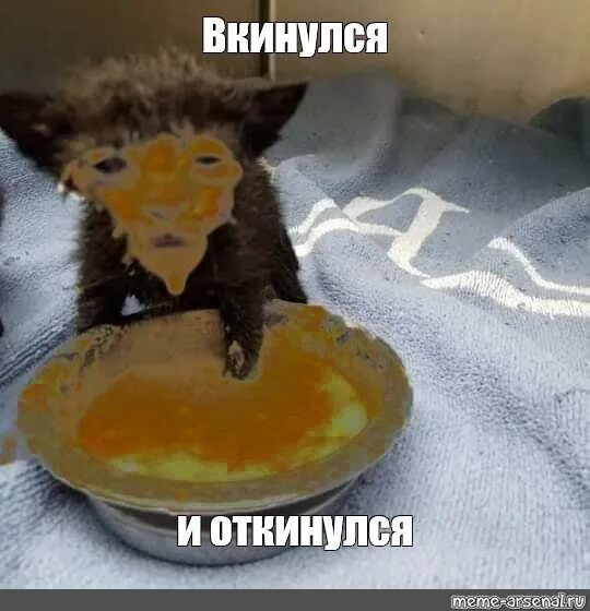 Кот в сметане фото мем Создать мем "животные, кот, котик" - Картинки - Meme-arsenal.com