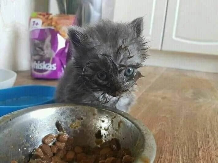 Кот в сметане фото мем Pin em Arrombadinhos fofos Memes de gatos, Imagens aleatórias, Memes engraçados