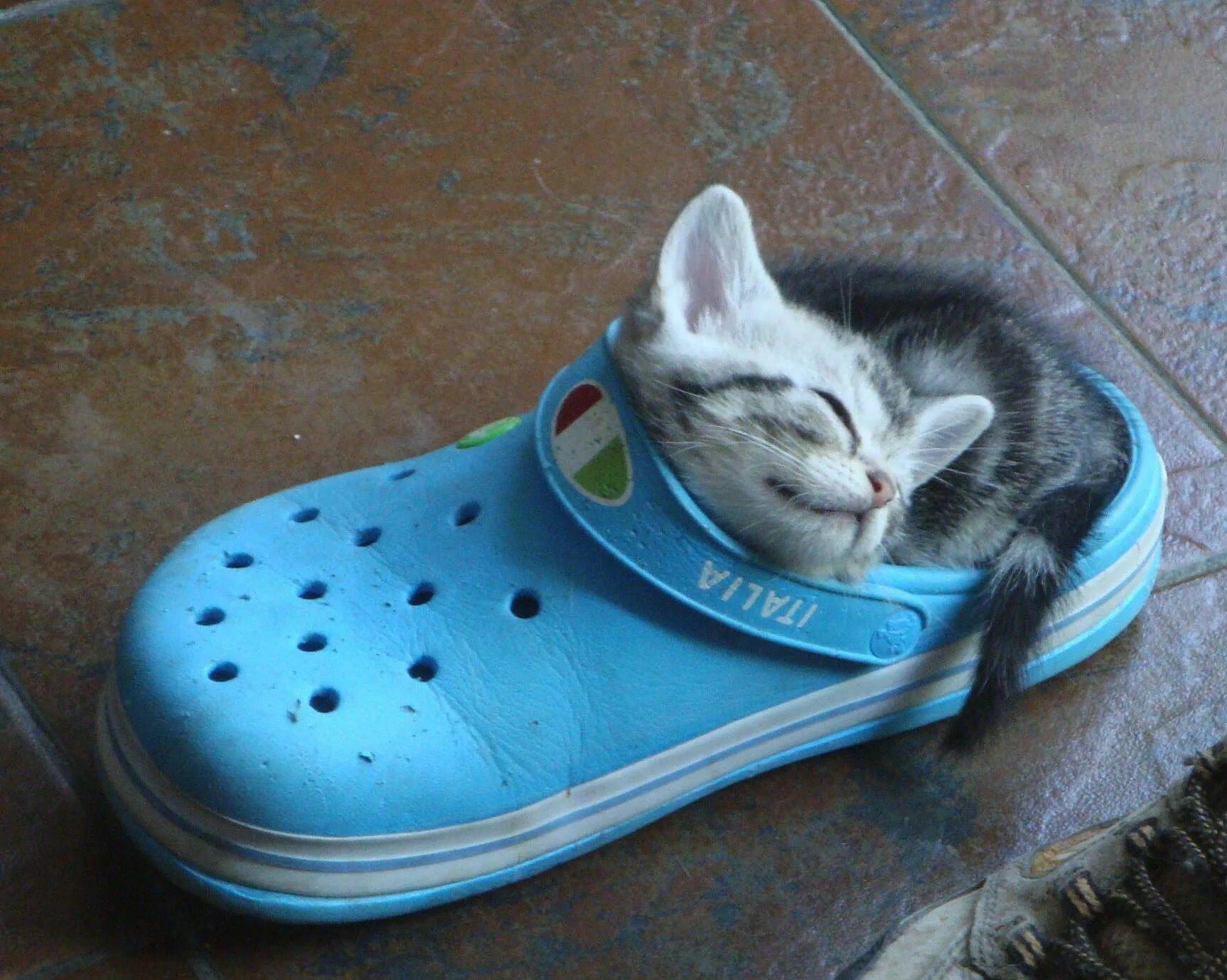Кот в тапке фото Viva Italia...!! Sleeping kitten, Kitten, Cute animal pictures