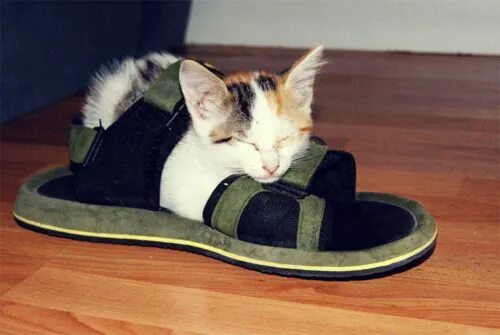 Кот в тапке фото 30 Cats Hanging Out In Shoes Cat shoes, Cats, Love your pet