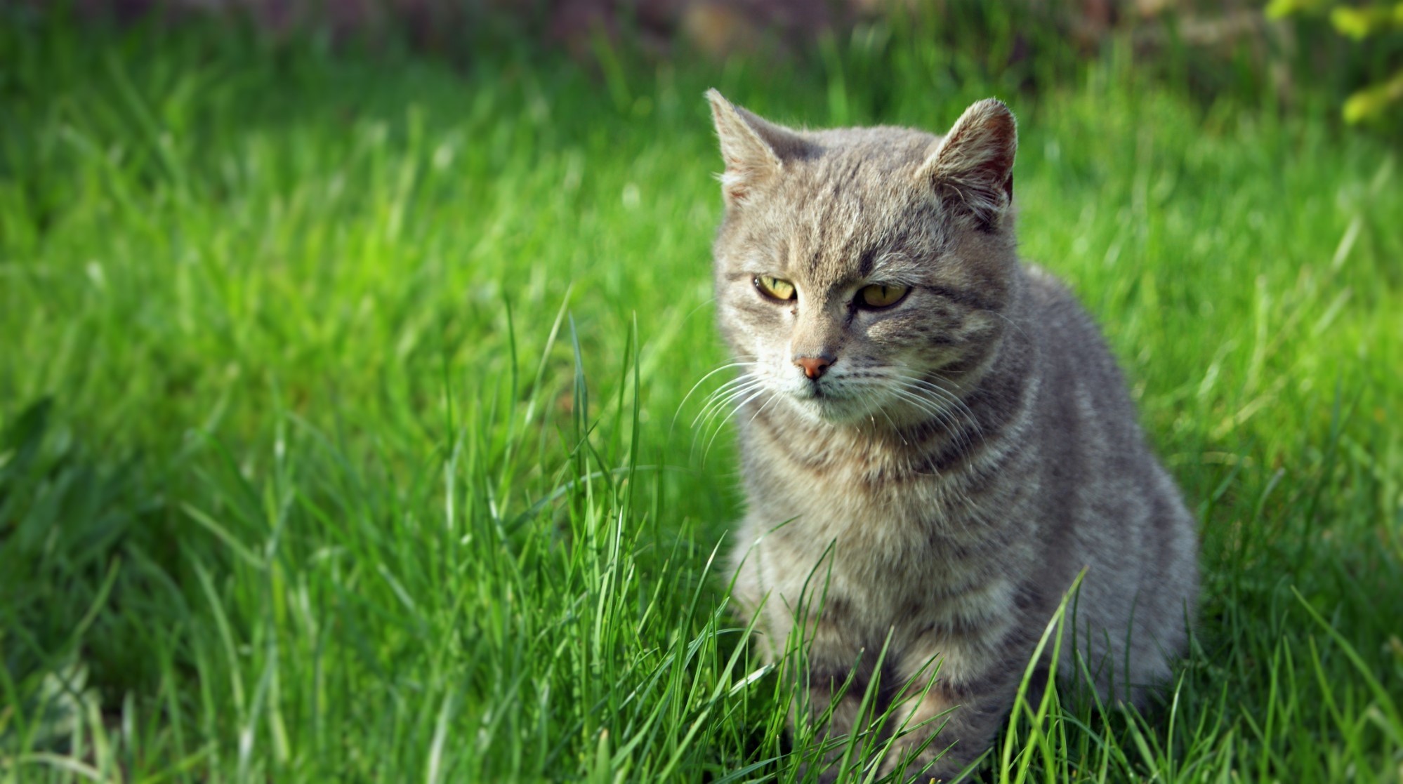 Кот в траве фото Скачать обои зелень, трава, кот, взгляд, grass, eyes, cat, раздел животные в раз