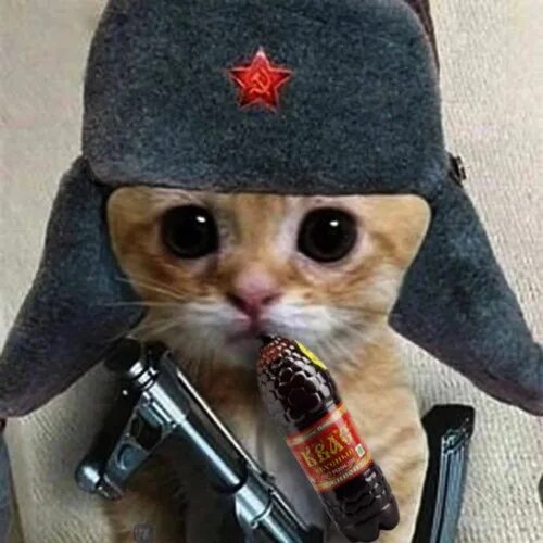 Кот в ушанке фото Stream Sooq by lil dusty Listen online for free on SoundCloud