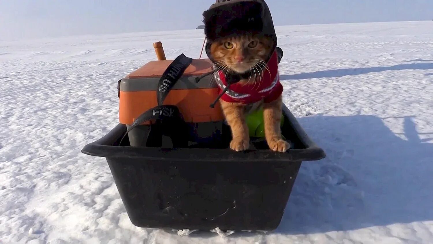 Кот в ушанке фото Коты в шапках / Аркадий Голубков