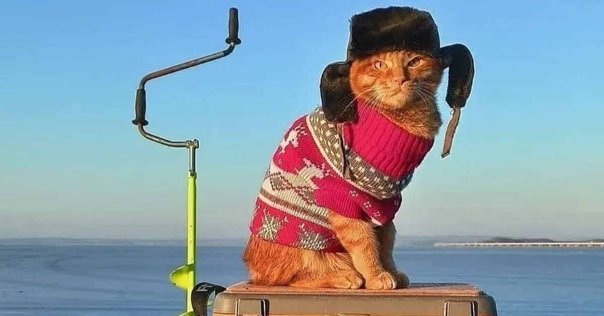 Кот в ушанке фото Этот котик по кличке Симба из Владивостока - самый очаровательный усатый рыбак П
