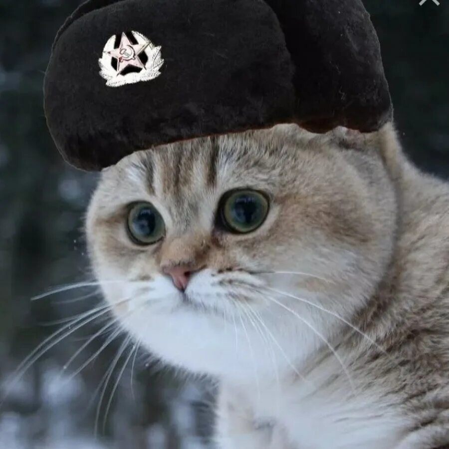 Кот в ушанке фото KotiyWhiskas - YouTube