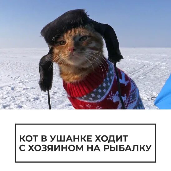 Кот в ушанке фото Алёнка Грачёва - Заметки OK.RU