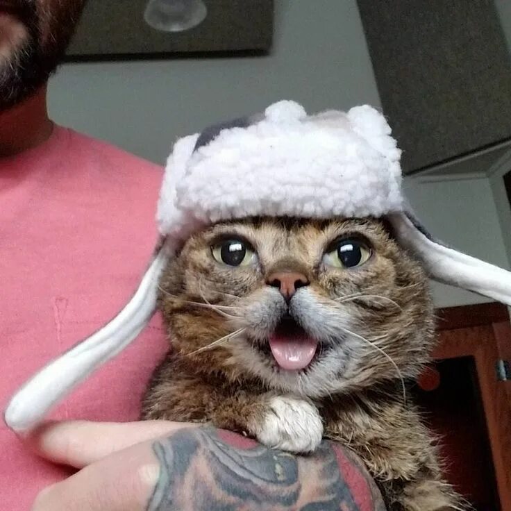 Кот в ушанке фото Bub in Winter Bub the cat, Adorable kitten, Cute cats