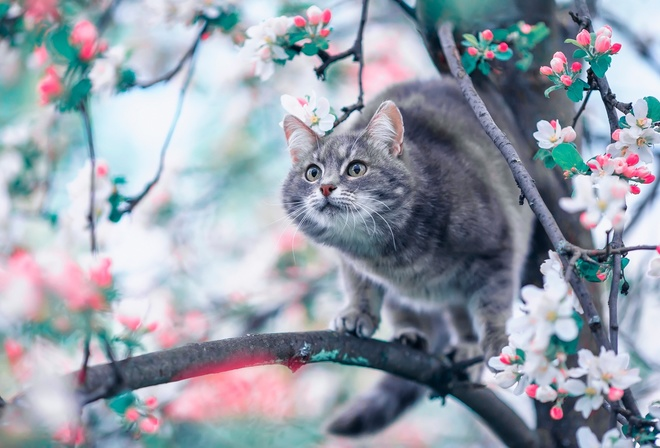 Кот вертикальное фото природа, весна, дерево, цветение, цветки, животное, кот Самые милые животные, Жи