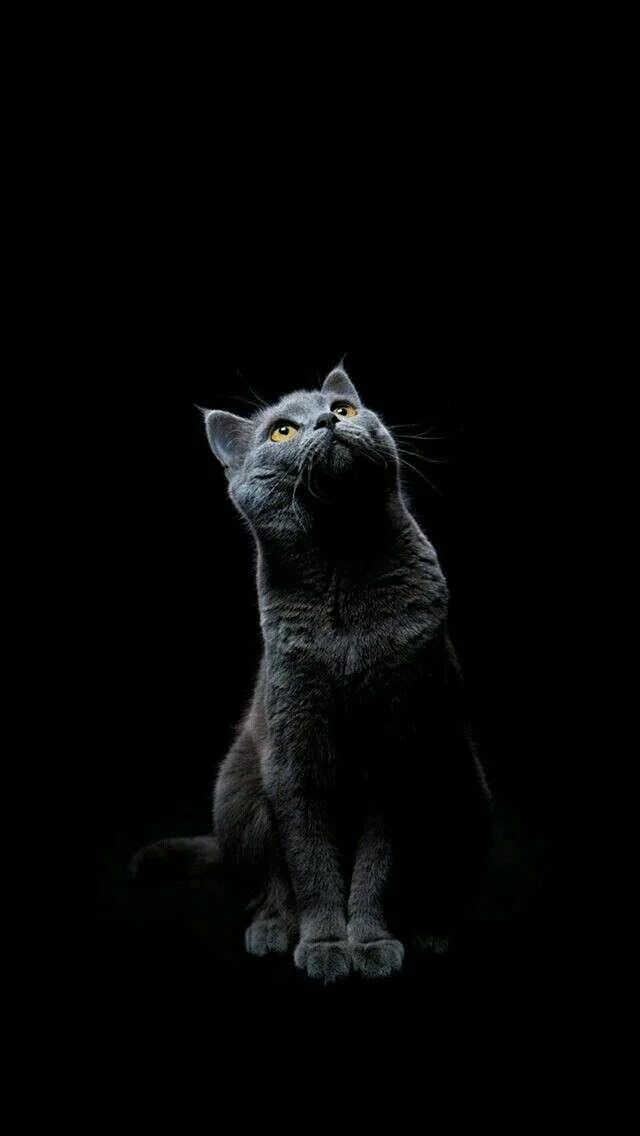 Кот вертикальное фото Pin on Обои для телефона Cute cat wallpaper, Animal wallpaper, Cute cats